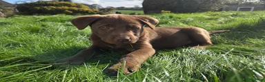 Labrador Retriever 1