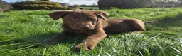 Labrador Retriever dogs for sale: 3 gorgeous labs - Advert 5