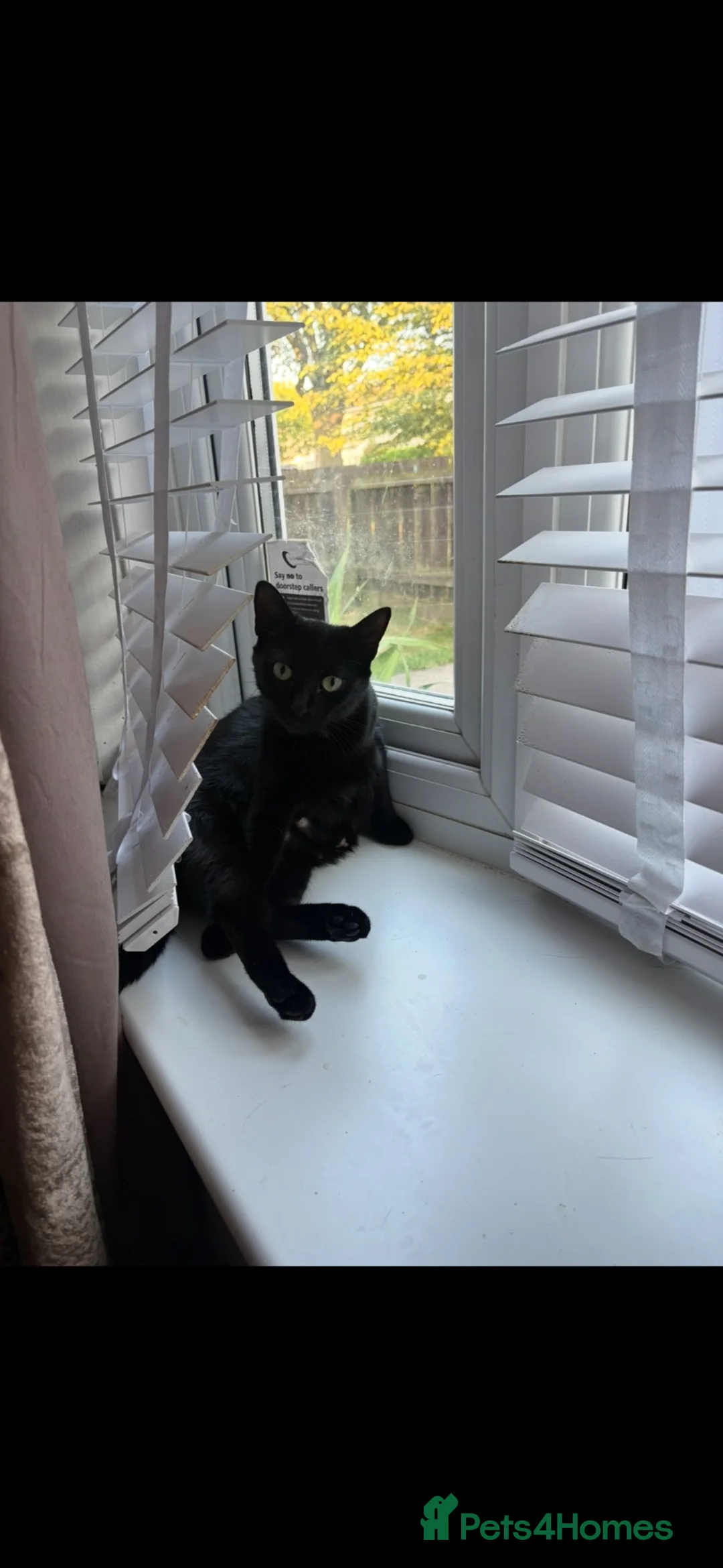 Mixed Breed cats for sale: Two kittens ready to leave on Sunday  - Advert 1