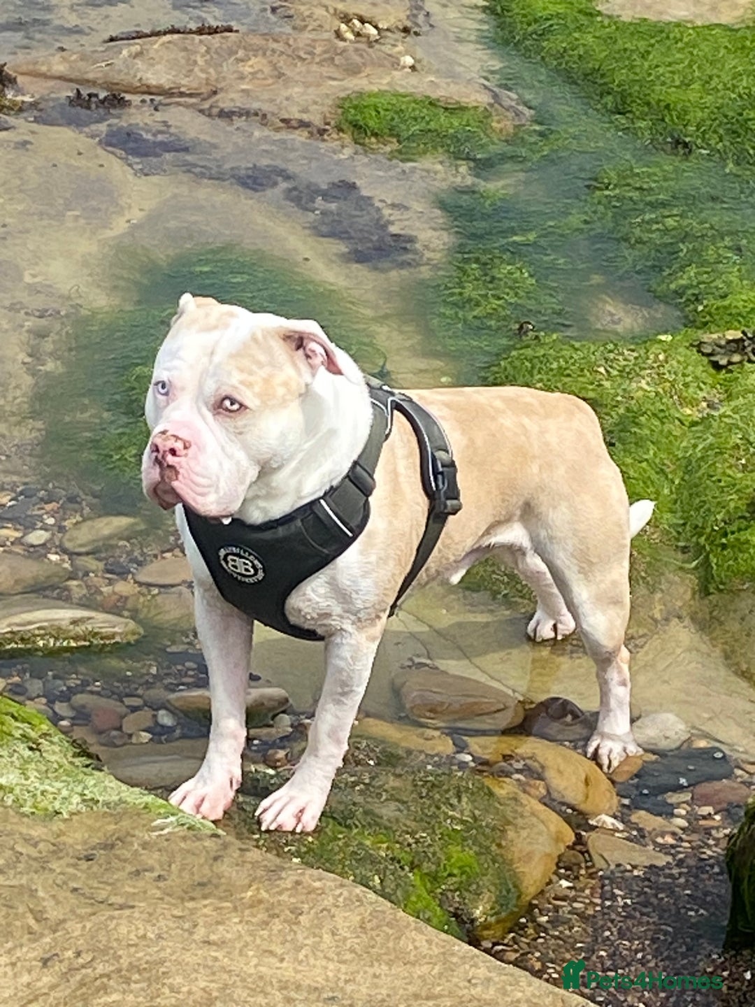 Alapaha Blue Blood Bulldog dogs for stud: Alapaha blue blood bulldog - Advert 20