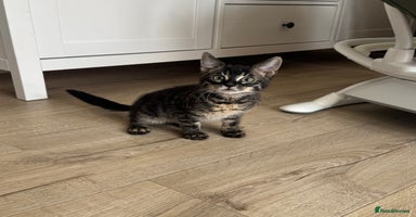 Bengal cats in Shipston-on-Stour - Advert 7