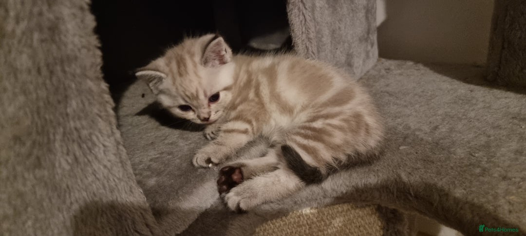 Persian cats for sale: Five loveable Persian kittens  - Image 3