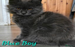 Maine Coon cats for sale: VARIOUS FULL PEDIGREE MAINE COON KITTENS FOR SALE in Rotherham - Image 1