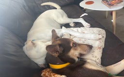 Mixed Breed dogs for sale: Evan and Chance (please read) - Image 3
