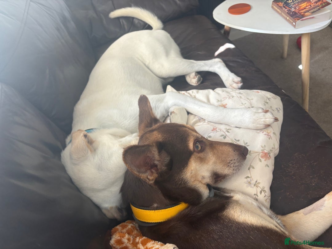 Mixed Breed dogs for sale: Evan and Chance (please read) - Image 3