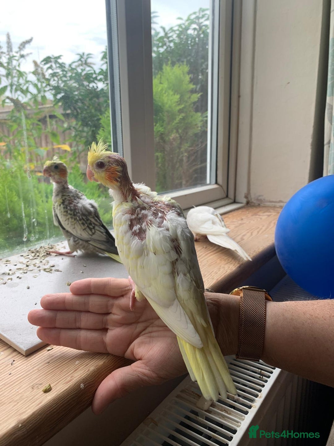 Cockatiels birds for sale: Gorgeous Baby Cockatiels  - Image 10