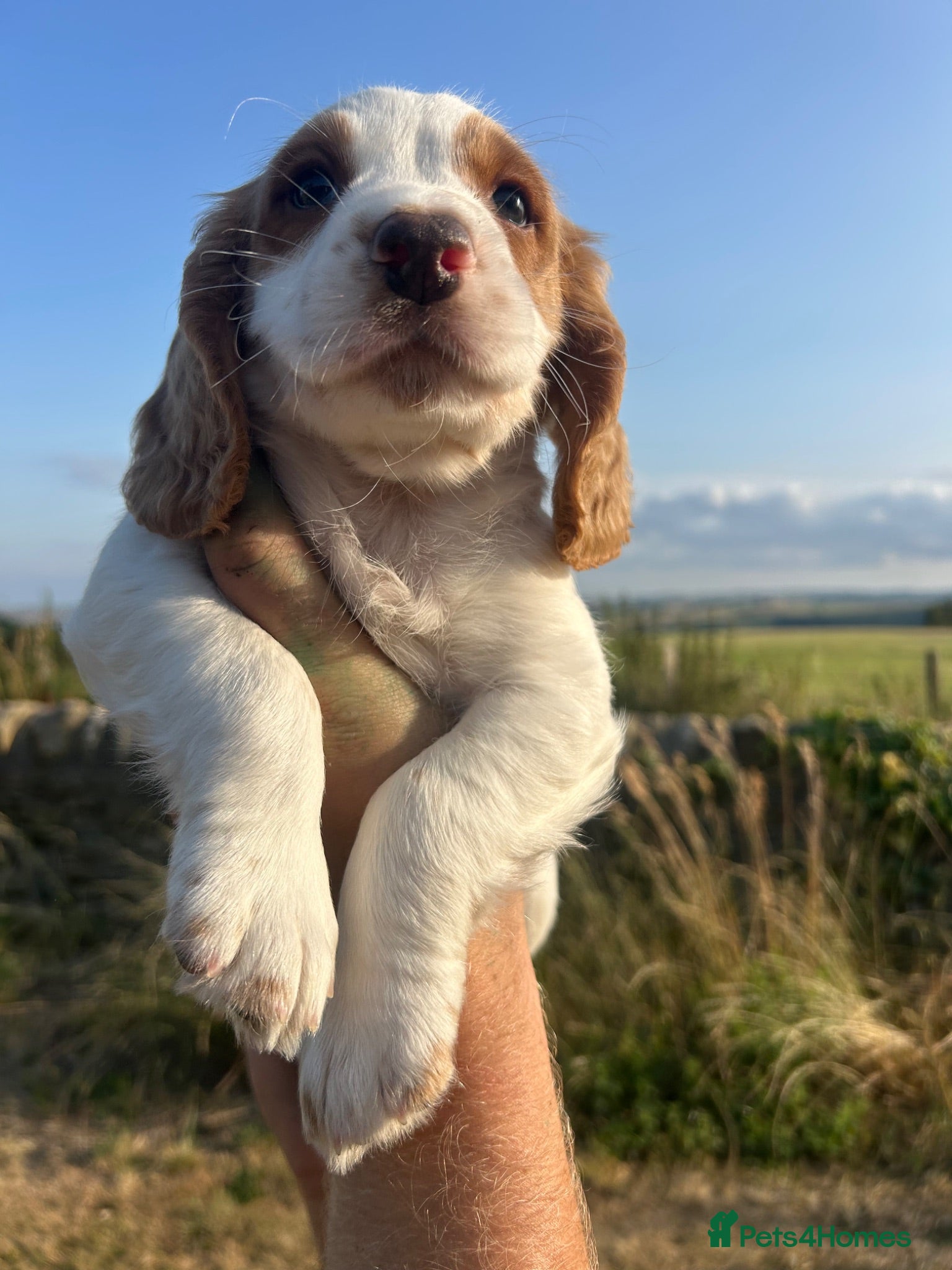 Sprocker dogs 3/4 cocker 1/4 springer pups  - Advert 2