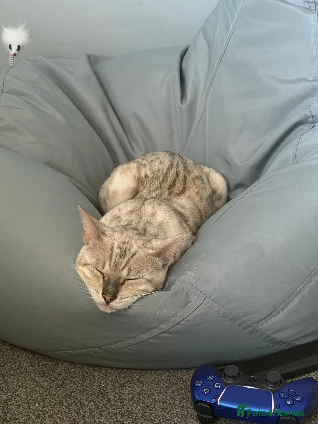 Bengal cats for sale: Mr odin - Advert 9