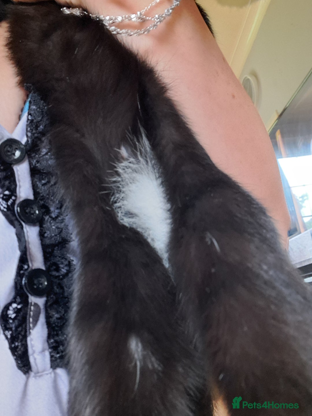 Mixed Breed cats for sale: 6 month old bengal×domestic short hair - Advert 4