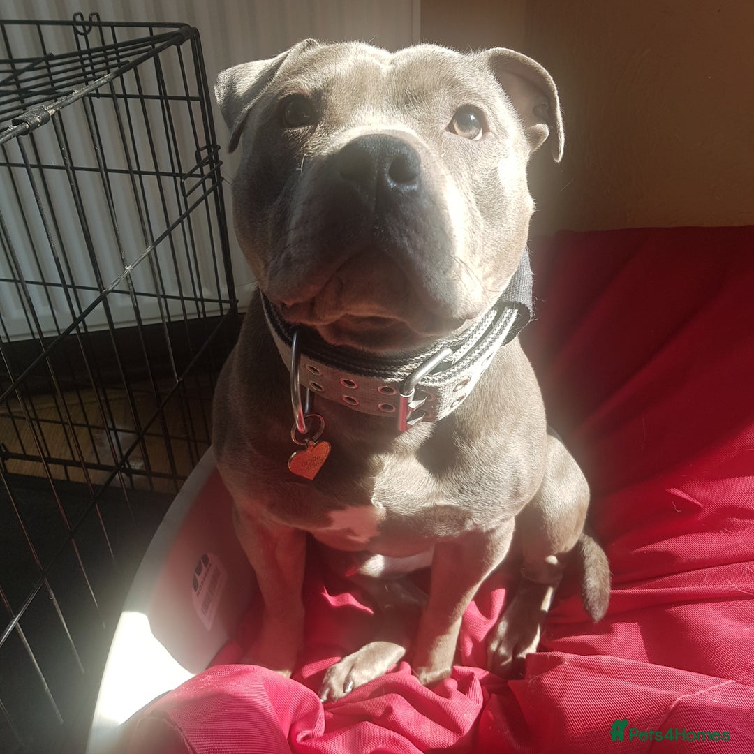 Staffordshire Bull Terrier dogs for stud: Meho stud dog - Advert 13