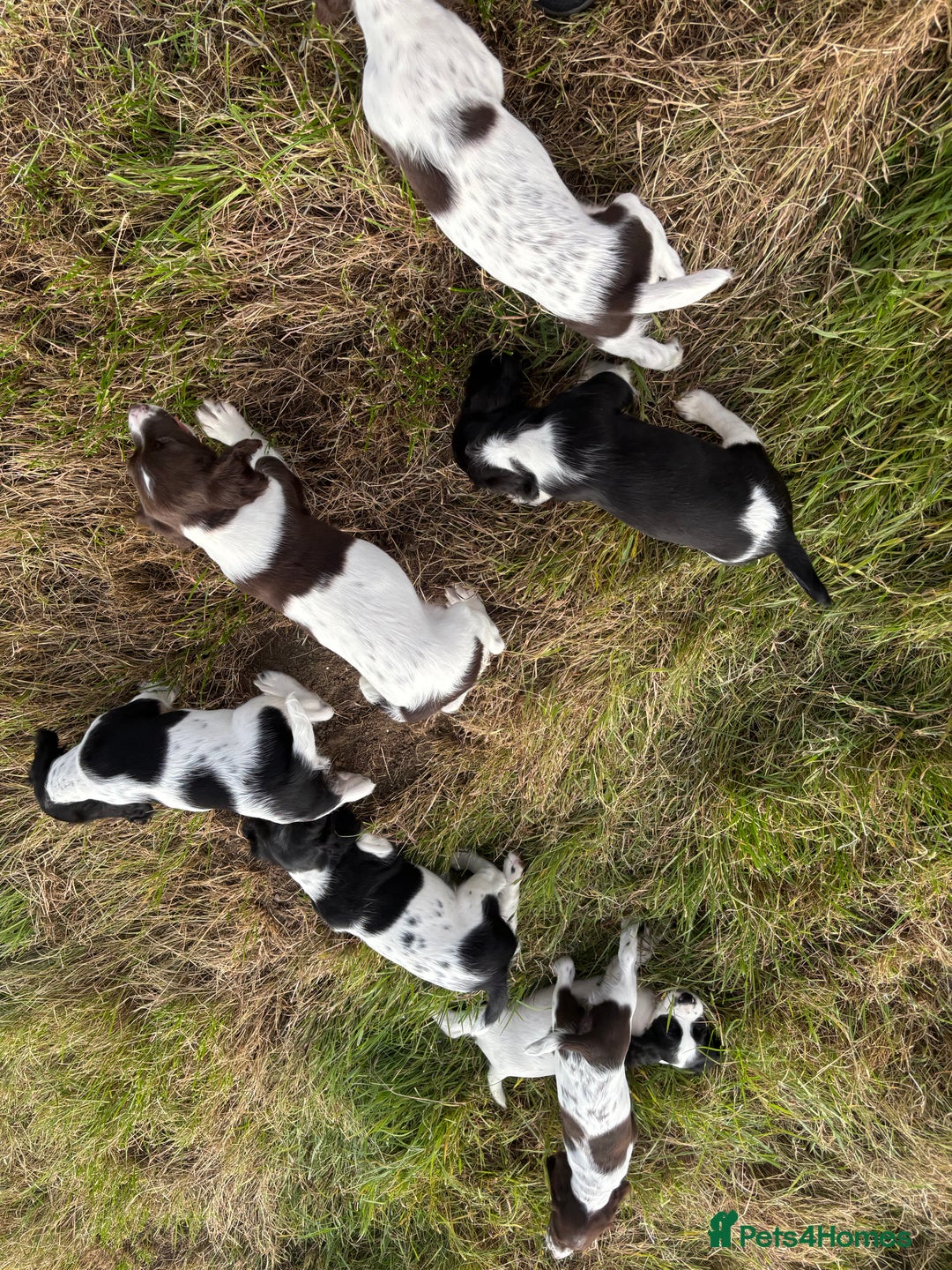 English Springer Spaniel dogs for sale: Stunning DNA Clear KC Springer Spaniel Puppies  - Image 11