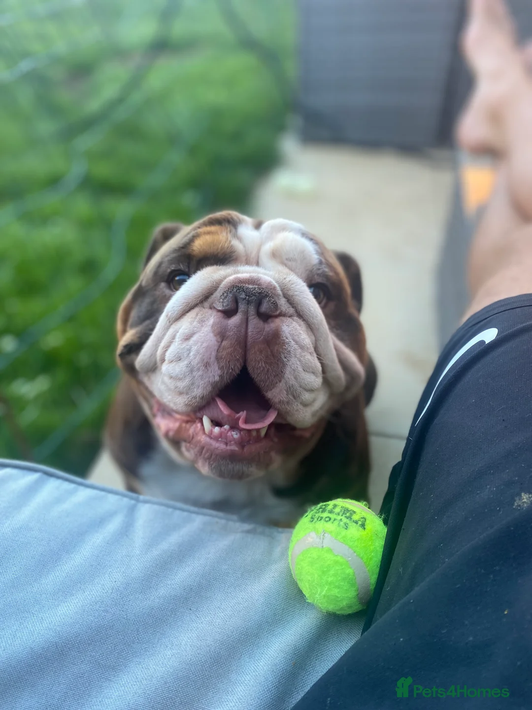 English Bulldog dogs for sale: British Bulldog Male for Sale - Advert 6