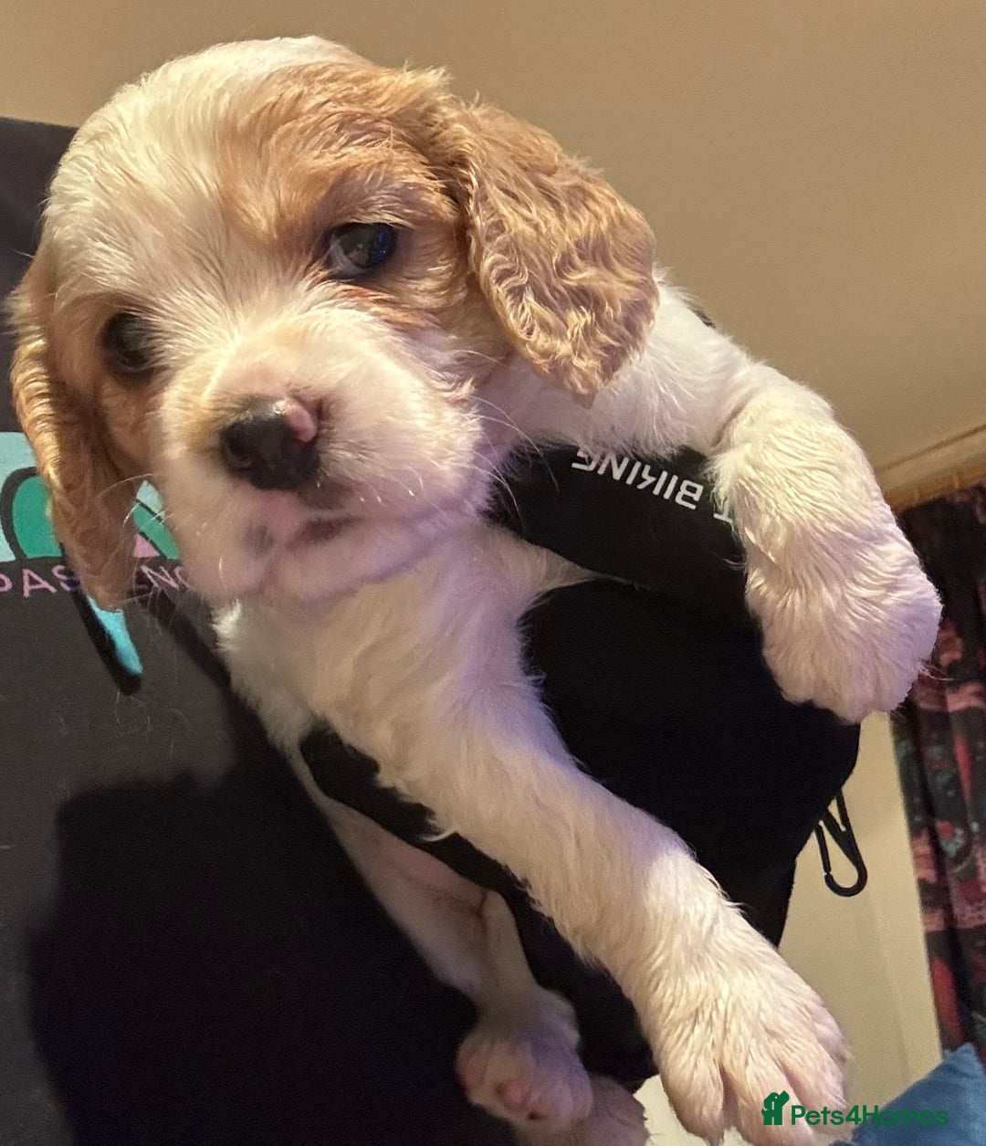 Mixed Breed dogs for sale: Cocker-Jack xCavalier King Charles Spaniel Puppies - Advert 35
