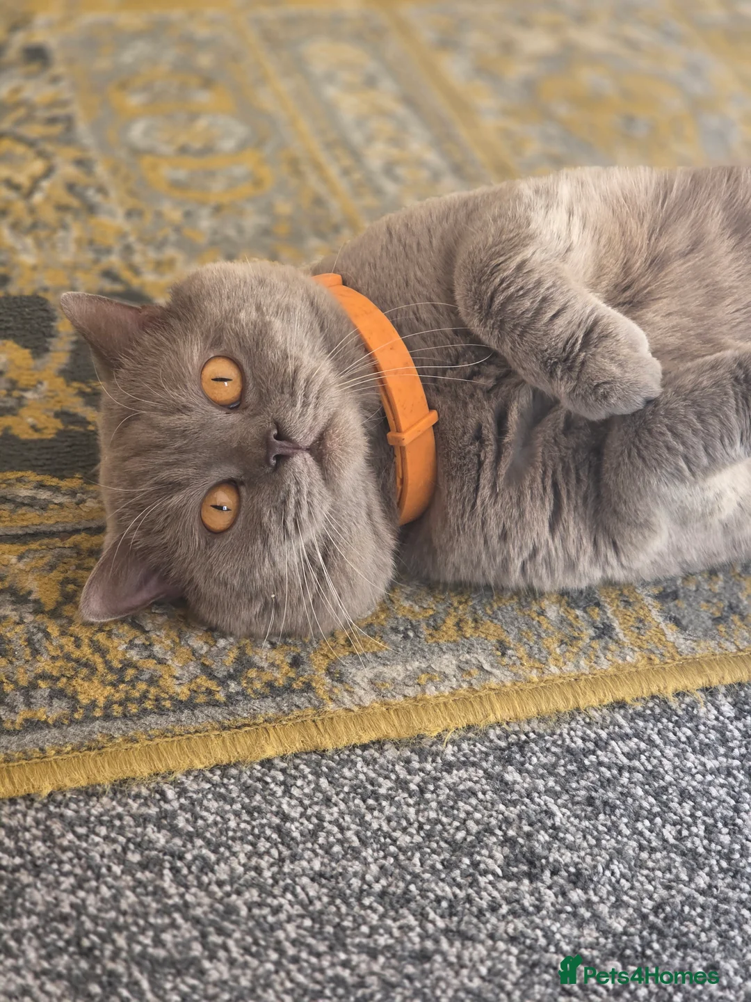 British Shorthair cats for stud: Lilac GCCF active stud Manchester  in Manchester - Advert 5