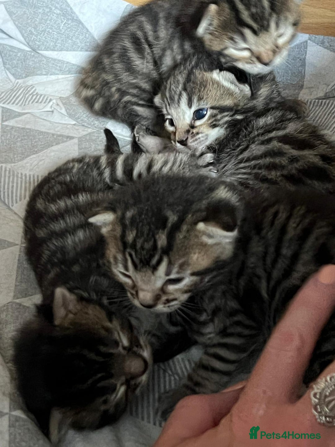 Bengal cats for sale: 4 Bengal cross kittens - Image 12