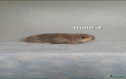 Mini Lop rabbits for sale: Stunning pure breed mini lops - Image 13