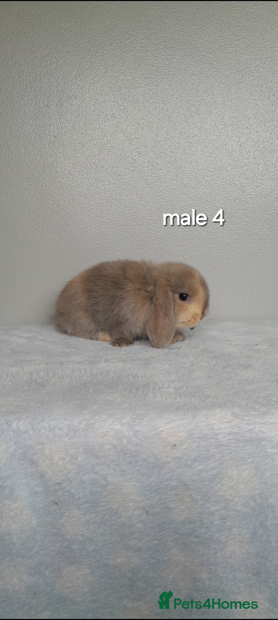 Mini Lop rabbits for sale: Stunning pure breed mini lops - Image 13