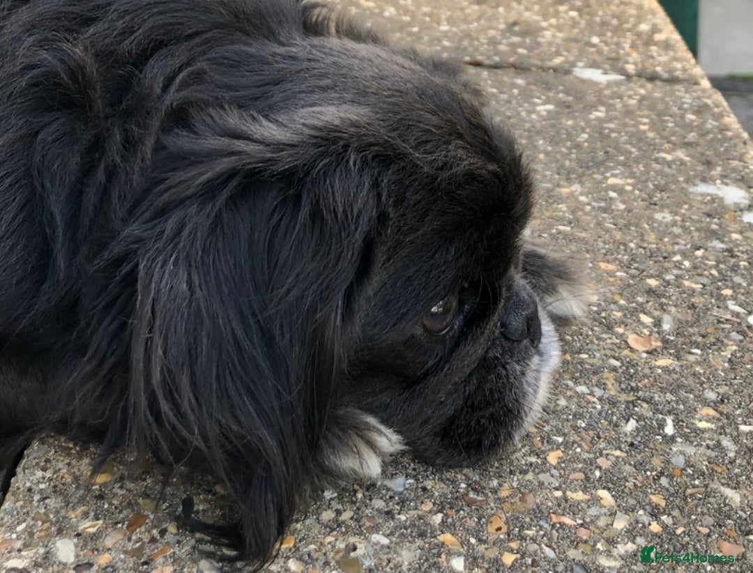 Pug dogs for sale: KC registered long haired blue pugs - Image 2