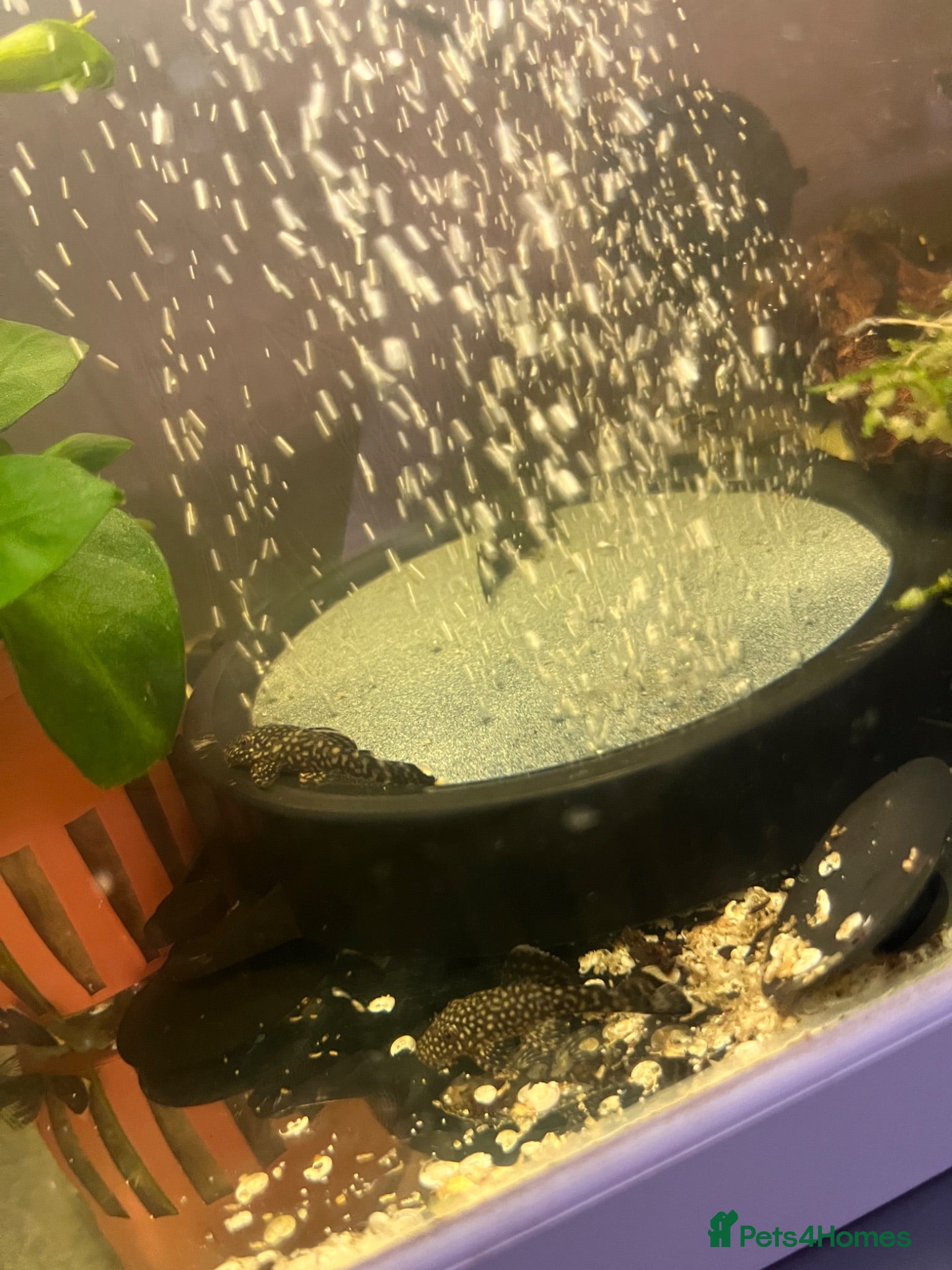 Plecos fish Baby Bristlenose pleco - Advert 4