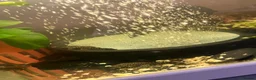 Plecos fish for sale: Baby Bristlenose pleco in Basingstoke - Advert 1