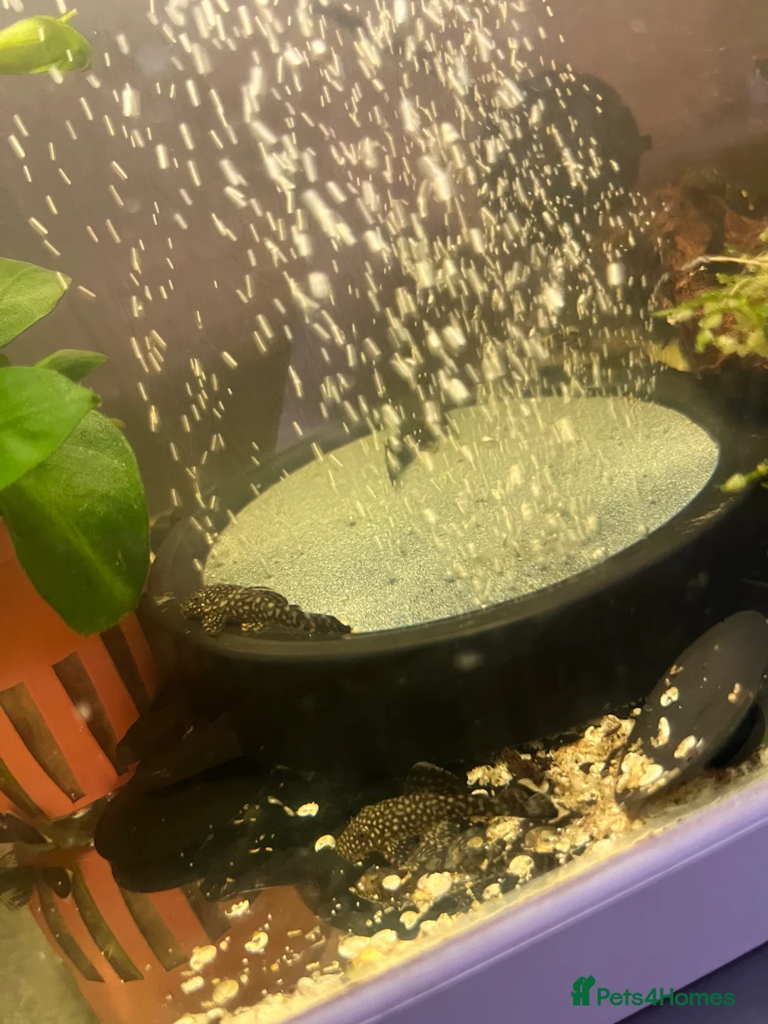 Plecos fish for sale: Baby Bristlenose pleco in Basingstoke - Advert 1