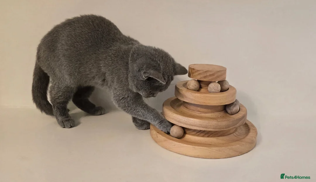 British Shorthair cats for sale: ‼️1 LEFT REDUCED‼️ GCCF REGISTERED BSH 🐻 🧸  - Advert 10