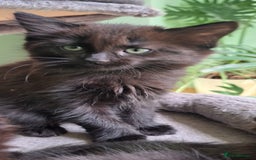 Siberian cats for sale: 6 lovely Siberian kittens  - Image 33