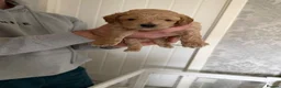 Cavapoo dogs for sale: F1b cavapoos health tested parents - Advert 3