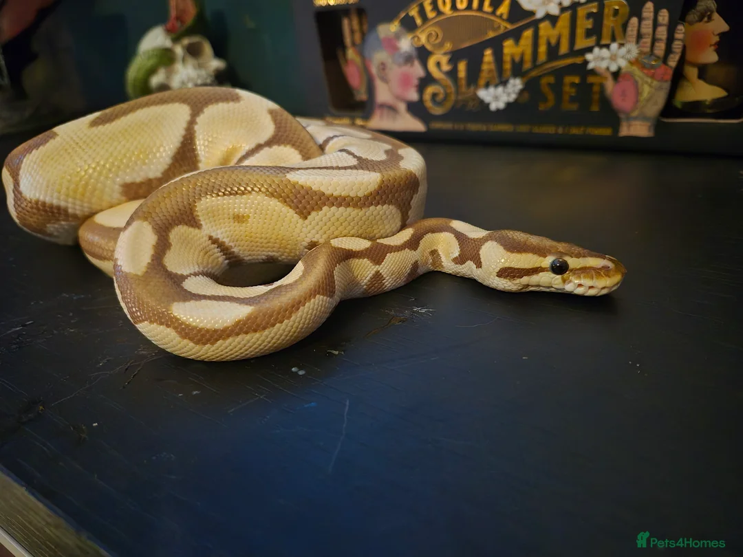 Python Snake reptiles for sale: Juvenile female royal python and full setup - Advert 1