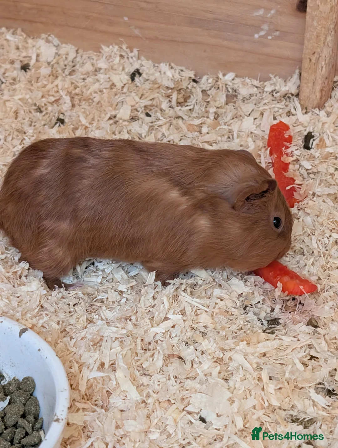 Guinea Pig rodents for sale: Female guinea  - Advert 1