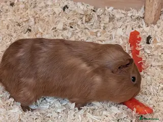 Guinea Pig rodents Female guinea - Advert 1