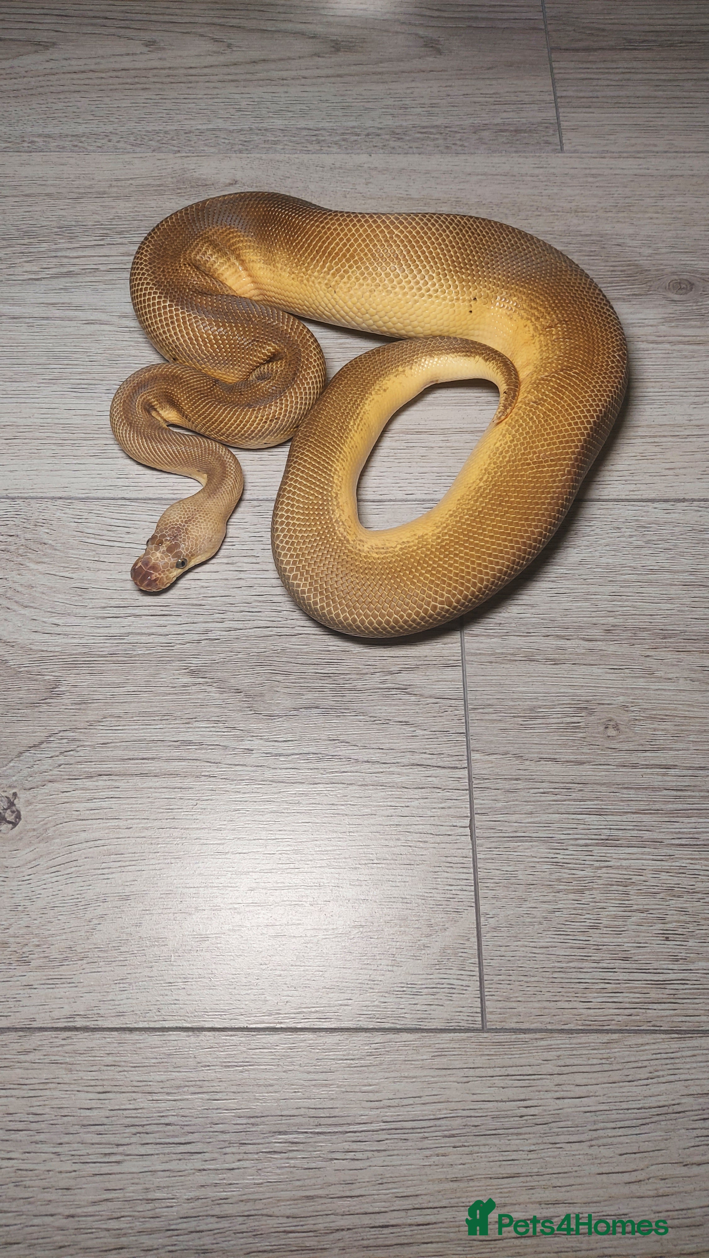 Python Snake reptiles male lemon blast clown  - Advert 18