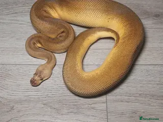 Python Snake reptiles male lemon blast clown - Advert 18