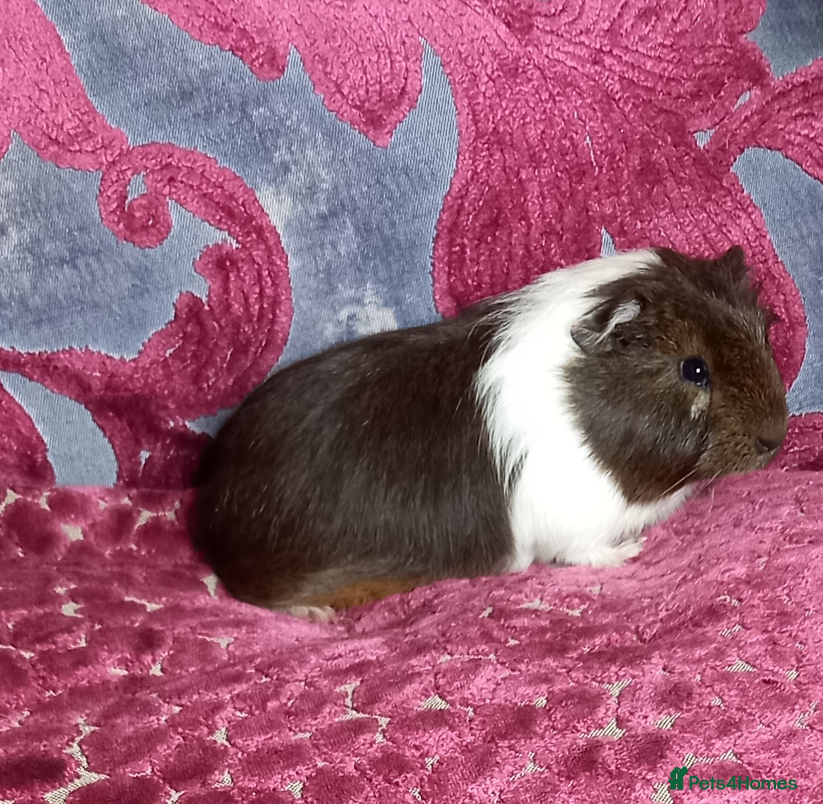 Guinea Pig rodents Baby Guinea Pigs for Sale - Advert 2