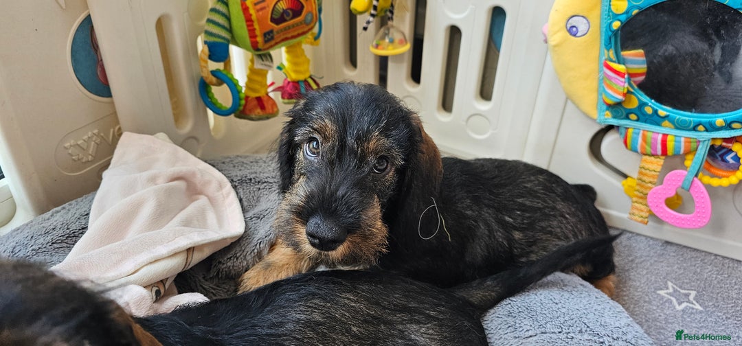 Dachshund dogs for sale: Outstanding Standard Wire haired Dachshund puppies - Image 36
