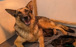 German Shepherd dogs for sale: KC Pups From Health Tested Champion Bloodlines  - Image 7