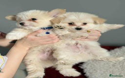 Mixed Breed dogs for sale: Maltipom puppies / Maltese x Pomeranian  - Advert 1