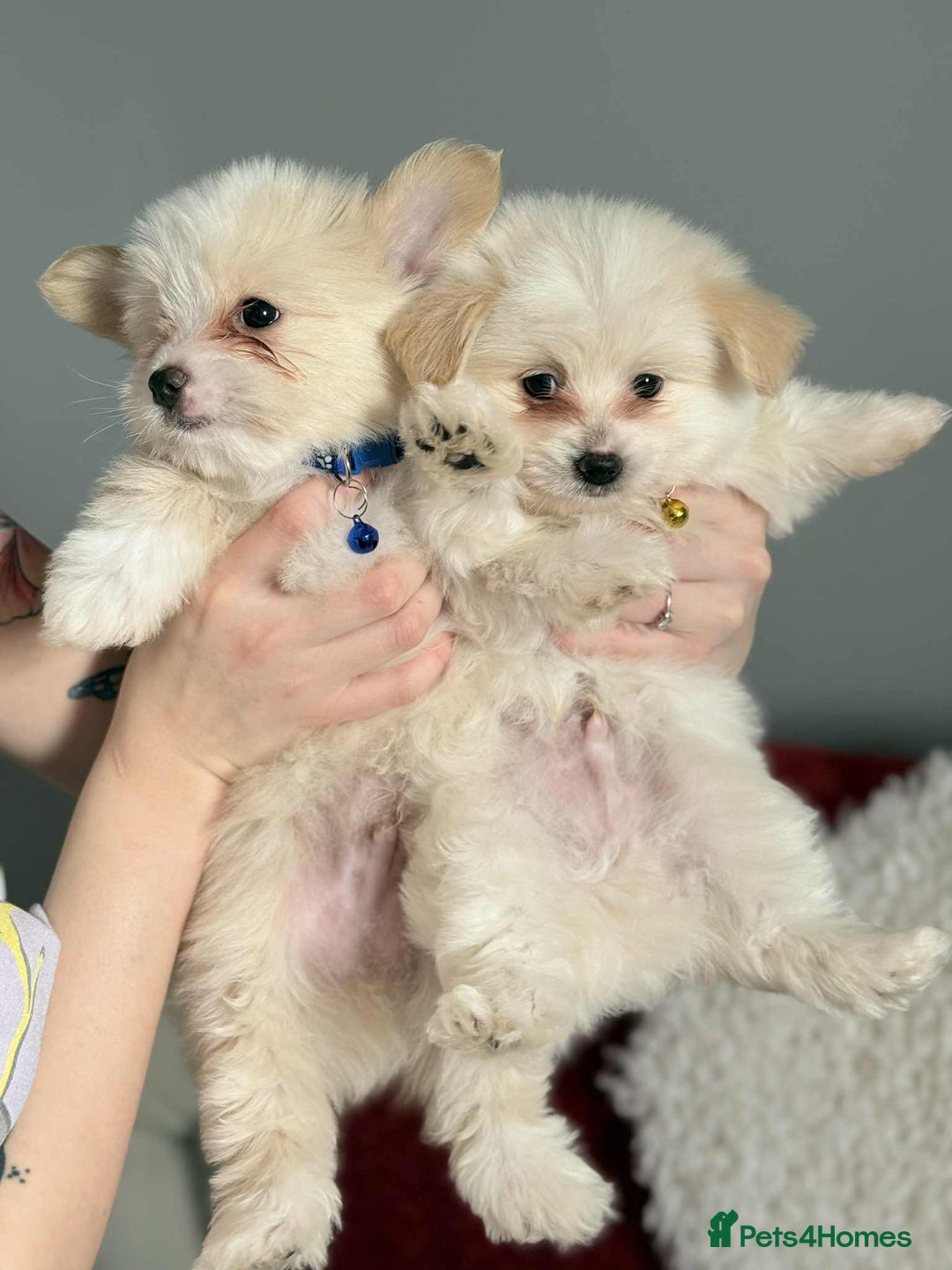 Mixed Breed dogs for sale: Maltipom puppies / Maltese x Pomeranian  - Advert 1