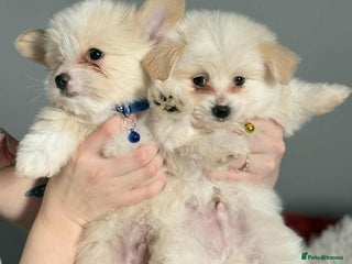 Mixed Breed dogs Maltipom puppies / Maltese x Pomeranian - Advert 1