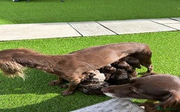 Cockapoo dogs for sale: F2 Toy Cockapoos, Two chocolate boys left - Image 7