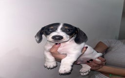 Miniature Dachshund dogs for sale: 4 MINIATURE DACHSHUND PUPPIES 🤍  - Advert 5