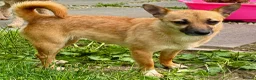 Miniature Pinscher dogs for adoption: Frankie – Female Miniature Pinscher - Advert 7