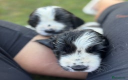 Cocker Spaniel dogs for sale: READY NOW Show potential cocker pups black white in Birmingham - Image 5