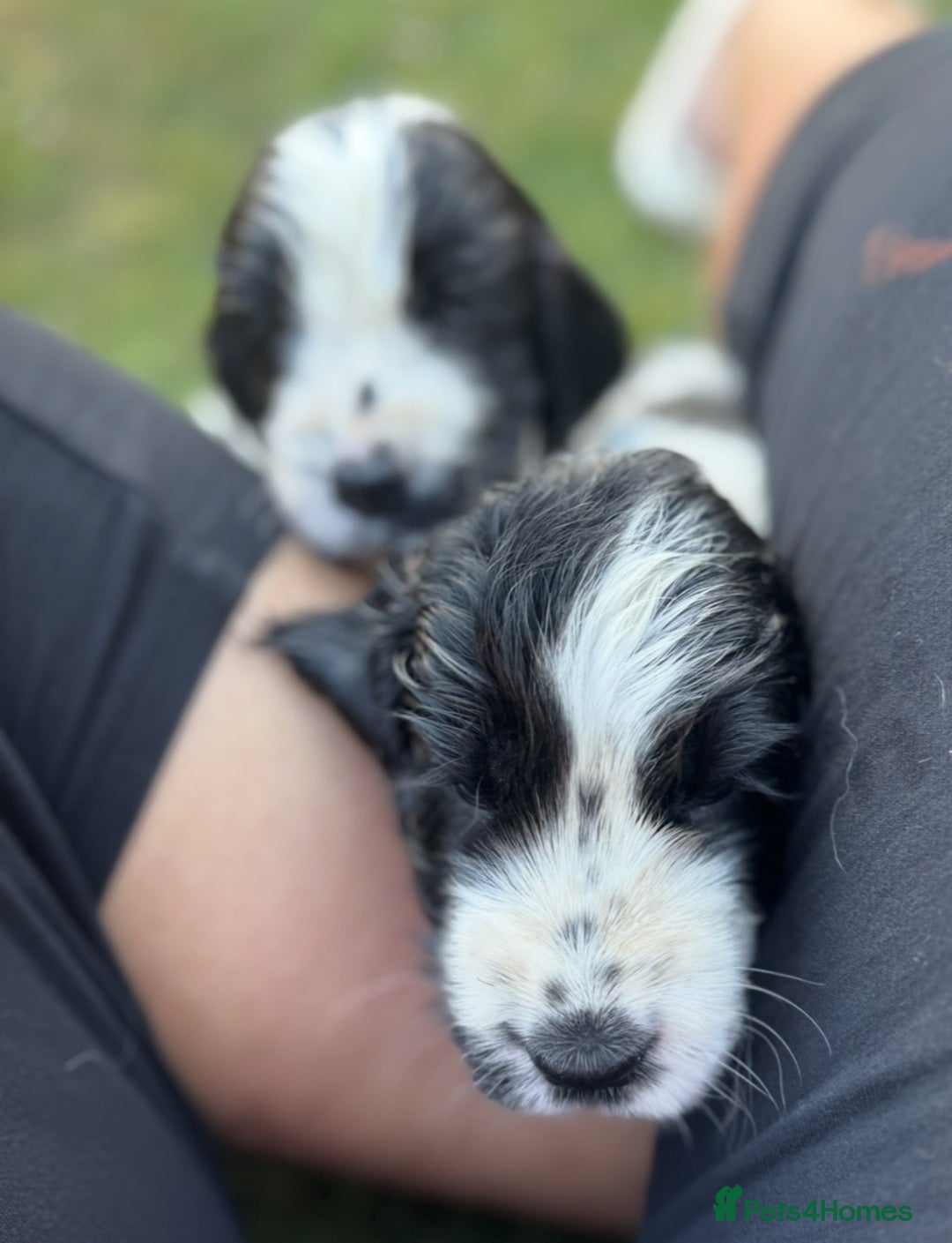 Cocker Spaniel dogs for sale: READY NOW Show potential cocker pups black white in Birmingham - Image 5