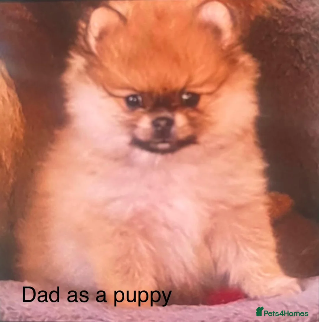 Pomeranian dogs for sale: 5 gorgeous Pomeranian puppies - Advert 18