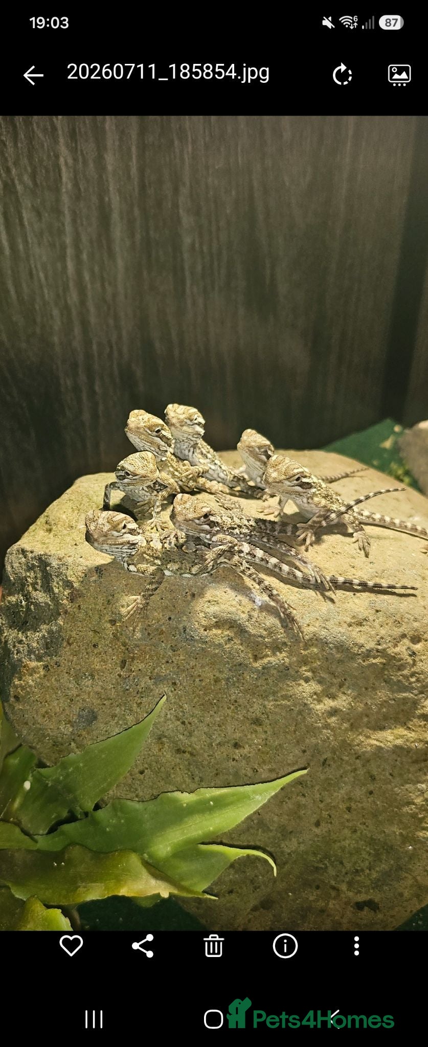 Bearded Dragon reptiles Baby Rankin's Dragons - Advert 1