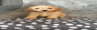 Cockapoo 4