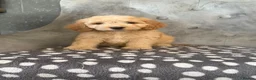 Cockapoo dogs for sale: Cockapoo pups ready now  - Advert 14