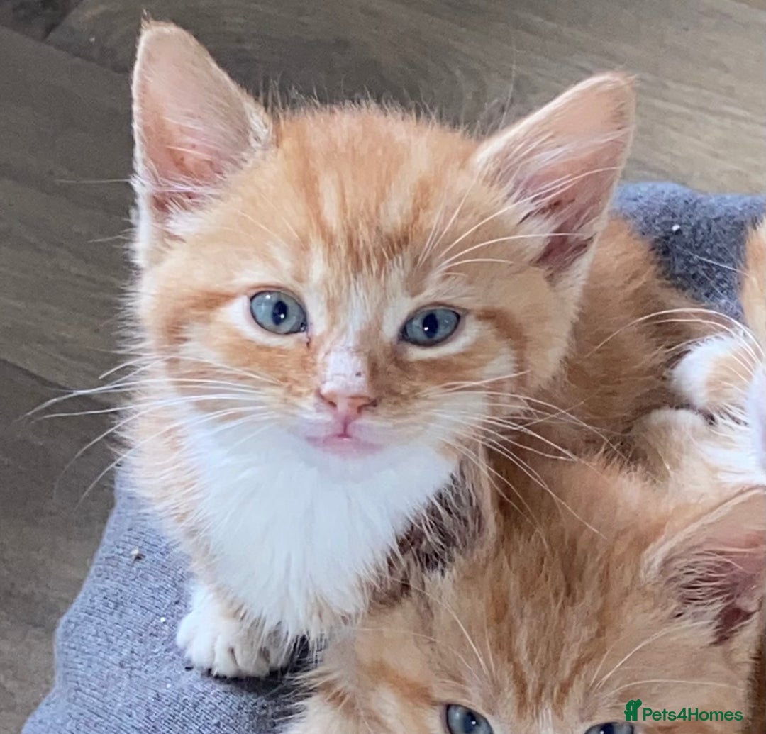 Mixed Breed cats for sale: Male kittens  - Advert 6