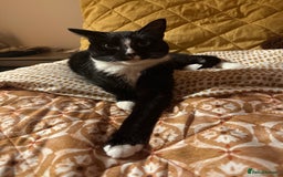 American Shorthair cats for sale: Suki the sweetheart - Image 3